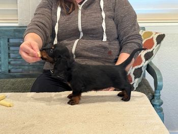 Purple girl at 6 weeks old.
