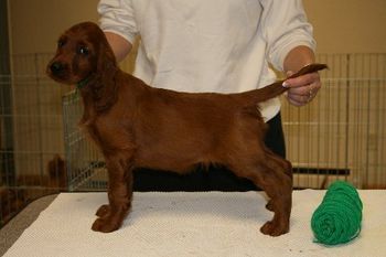 Light Green Boy - 8 weeks
