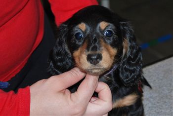 Trevi at 9 weeks

