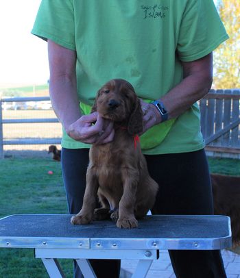 Red boy at 5 weeks old.
