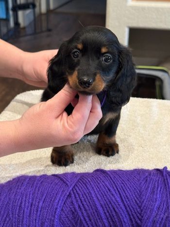 Purple girl at 6 weeks old.
