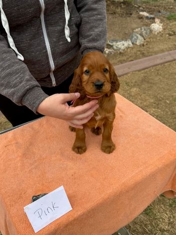 Pink girl at 6 weeks old.
