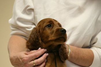 Black Boy - headshot, 8 weeks.
