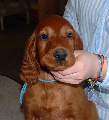 8 wks Blue boy
