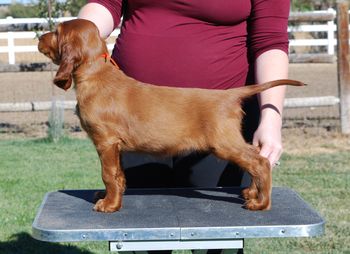 Orange girl at 7 weeks.
