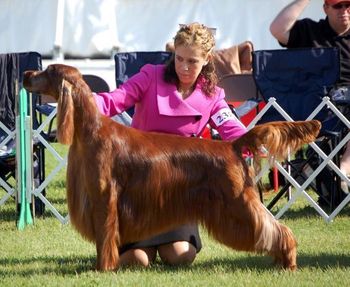 Bagger being shown in the regular veteran classes by Melissa Money. He looked amazing - especially for being 8 years old!! June 2010
