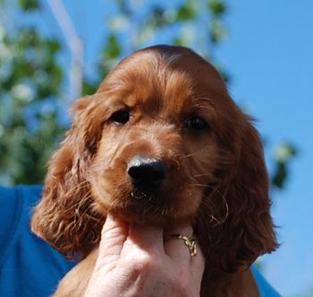 6 wks Red boy head shot

