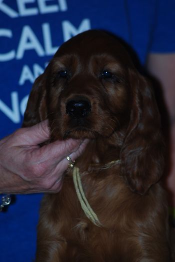 Yellow girl at 7 weeks.
