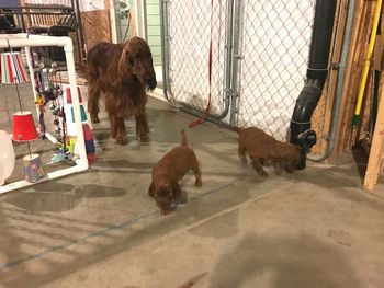 Mom & puppies having play time in my basement.
