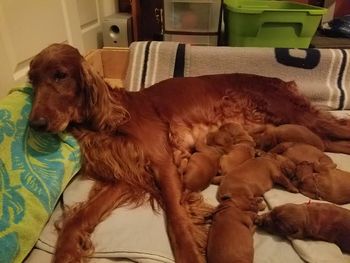 Puppies are a week old already.  They are gowing so fast!
