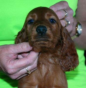 7 wks Yellow girl
