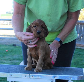 Yellow girl at 5 weeks old.
