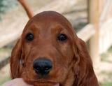 Sonny's head at 9 wks old.
