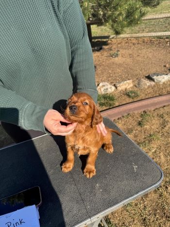 Pink girl at 5 weeks old.
