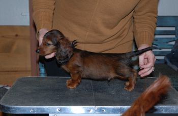 Black boy at 8.5 weeks.
