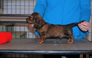 Red boy at 7 weeks.
