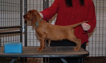 Teal boy at 6.5 weeks.
