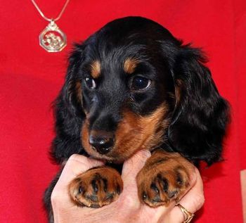 Headshot at 8 weeks old.
