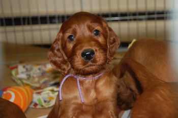 Purple girl at 5 weeks old.
