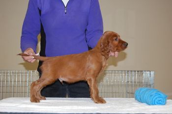 Blue Boy - 7 weeks old.
