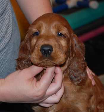 Natty at 6 weeks old
