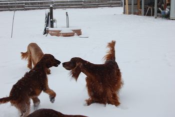 Bagger ready to take the tennis ball out of Bode's mouth. 12/23/09
