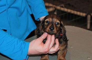 Red boy at 7 weeks .
