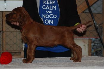 Red boy at 7 weeks.
