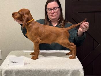 Orange girl at 8 weeks old.
