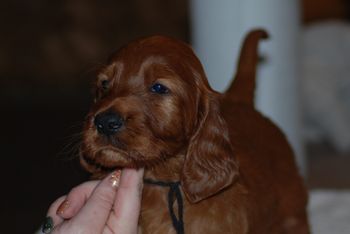 Black boy at 5 weeks old.
