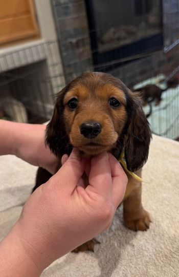 Yellow girl at 6 weeks old.
