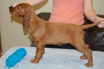 Teal Boy - 9 weeks.
