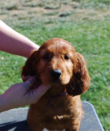 Purple girl at 7 weeks.
