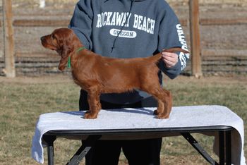 Green boy at 8 wks.
