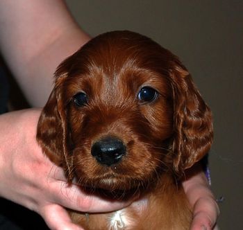 Blue boy 6 weeks.
