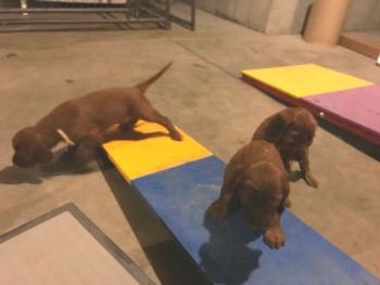 Here is my puppy teeter totter - they LOVE it!
