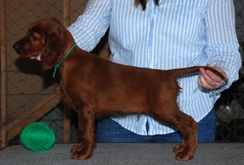 8 wks Light GreenBoy
