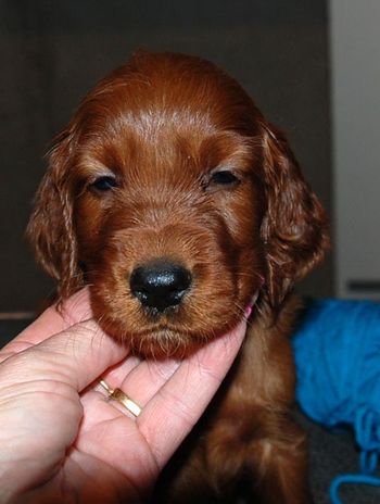 Blue boy at 5 wks old.
