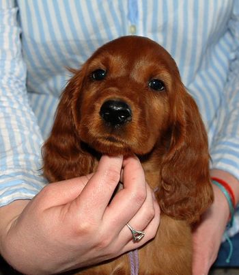 8 wks Puprple Girl
