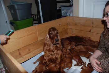 My daughter came over to see the puppies - Rio sure enjoys the attention.
