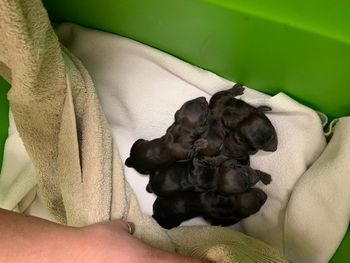 First view of the puppies while mom was still in recovery.
