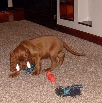 Ares learning to retrieve a dumbell (already!).
