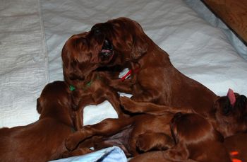 16 days old.

