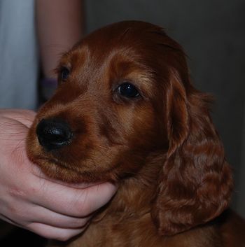 Brown boy at 7 wks old.
