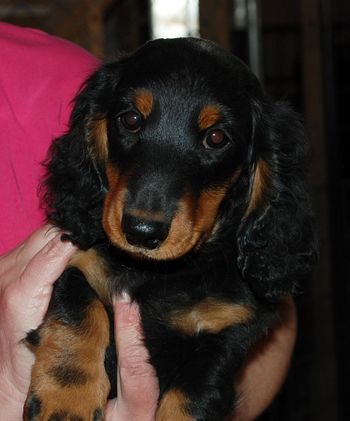 Jasper's headshot at 13 wks.
