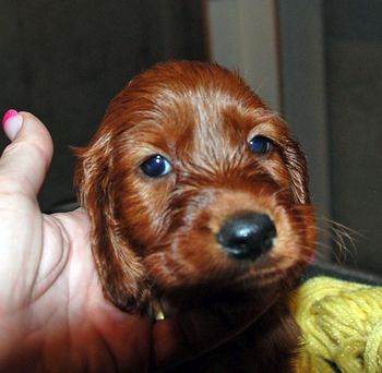 Yellow girl at 5 wks.
