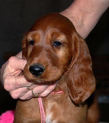 8 wks Pink girl
