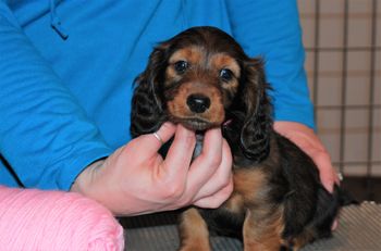 Pink girl at 7 weeks.
