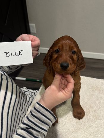 Blue boy at 6 weeks old.
