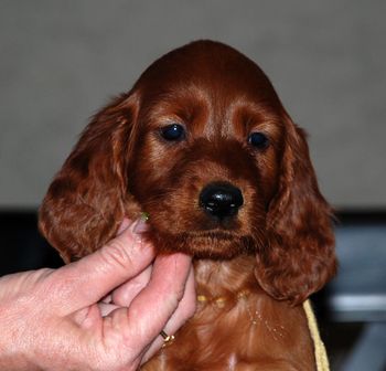 Yellow Girl - 6 wks
